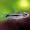 Corydoras Pigmeus