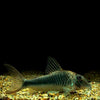 Corydoras Treitlii