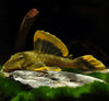 Baryancistrus chrysolomus  L047-Mango Pleco
