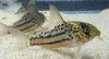 Corydoras Ornatus  Super 2 lines
