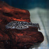 Pseudancistrus genisetiger SLATE PLCO