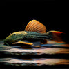 Pseudacanthicus pitanga  L024 PLECO