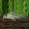 Corydoras Axelrodi  Decker Corydoras