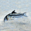 Corydoras CW169
