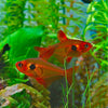 Megalomphodus Sweglesi  Red Phanton Tetra