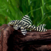 L340 Peckoltia Sp   Mega Clown Peckoltia (Cebra)