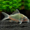 Corydoras Multiradiatus  Brochis Britski, Emerald's Cory