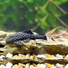 L090 Panaque Bathyphylus