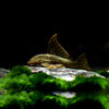 L200 Loricaridae    Gold Yellow Green MEDIUM