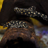 Hypancistrus contradens Orinoco Polka-dot Pleco