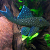 L128 Hemiancistrus sp.