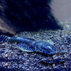 L257 Pleco tigrinus
