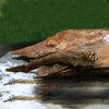 Lda 072a Ancistrus Trirradiatus