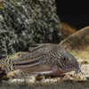 Corydoras Julli Trilineatus