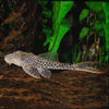 L035 Hypostomus Sp. Emarginatus