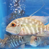 HOPLARCHUS PSITTACUS TRUE PARROT CICHLID