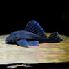L239 PANAQUE Blue