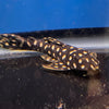 L082 Scobiancistrus OPAL PLECO