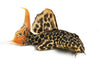 Pseudacanthicus leopardus L114 CACTUS PLECO