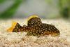 Baryancistrus Xanthellus  L177  GOLD NUGGET PLECO
