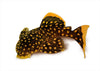Baryancistrus xanthellus L018 GOLD NUGGET PLECO