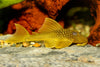 L200a Loricaridae  Plecos Gold Orange Green EXTRA LARGE 6 INCH
