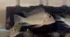 Geophagus Jurupari Eartheater SMALL