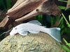 L-144 SNOWWHITE LONGFIN 2 INCH