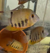Heros Efasciatus 5-6CM